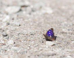 Paraisten pikkuhäive - Lesser purple emperor
