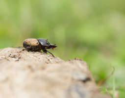 Uhanalainen sittiäinen - Rare dung beetle
