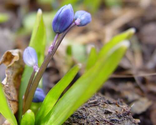 Kevään ensimmäisiä sinisiä kukkijoita