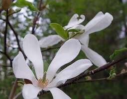 Magnoliat ja niiden istuttaminen