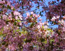 Hanami - alla vaaleanpunaisen kirsikkapuun...