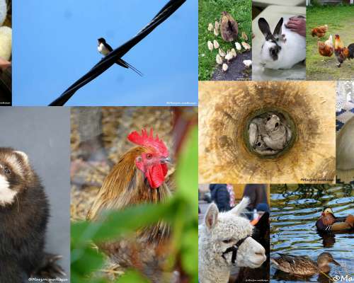 Maailman eläinten päivää juhlitaan 4.lokakuuta