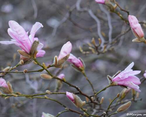 Magnolia kukkii nyt