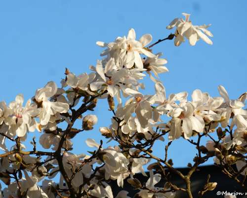 Magnoliat kukkivat taas upeasti