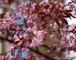 Roihuvuoren kirsikkapuistoon kurkistus
