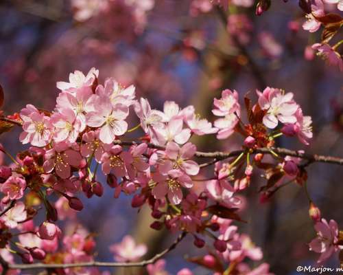 Vaaleanpunaisia kirsikankukkia