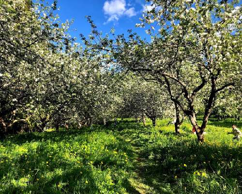 Omenapuut kukkii Malminkartanossa