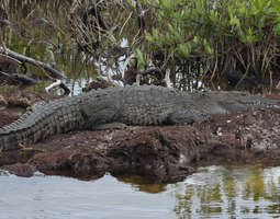 Krokotiilien keskellä Punta Sur Eco -luonnonp...