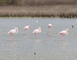 Aurinkorannikolla on myös pinkkejä flamingoja...
