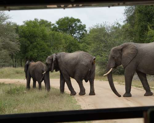 Krugerin kansallispuistossa on safaritunnelmaa