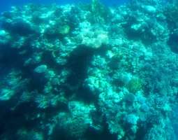 Tala Bay ja Punaisen meren korallit