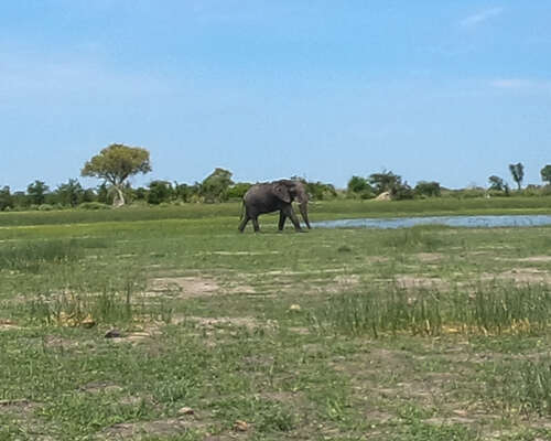 Kun norsu vastaan käveli – Mokoro-safari Okav...