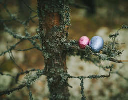 Pääsiäismunajahti suomalaisessa metsässä
