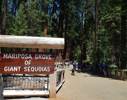 Yosemiten kansallispuisto - Mariposa Groven m...