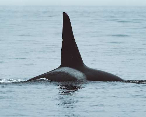 Rogue orcas are thriving on the high seas—and...