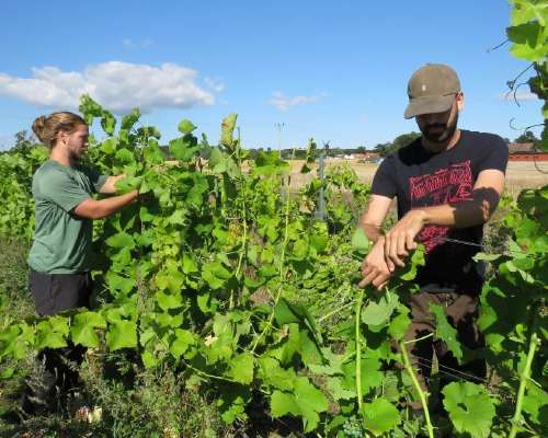 Schweden: Die Provinz Schonen bietet für Wein...