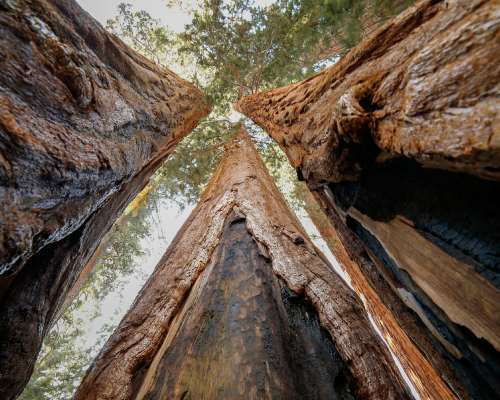 Sequoia National Park’s giants are the friend...