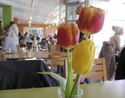 Silvoplee – Helsingin paras kasvisravintola