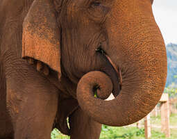 Elephant Nature Park - elefanttien turvakoti ...