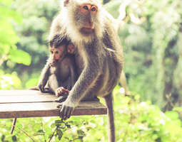 Ubudin pyhä apinametsä ja Balin hävyttömimmät...
