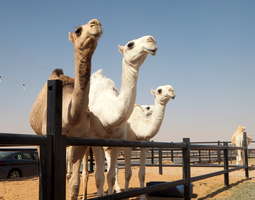 Maailman suurimmilla kamelimarkkinoilla