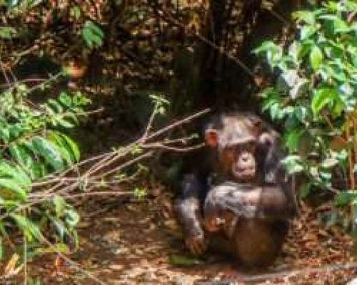 Simpanssi on Sierra Leonen kansalliseläin