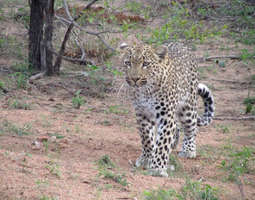 Krugerin luonnonpuisto Etelä-Afrikka