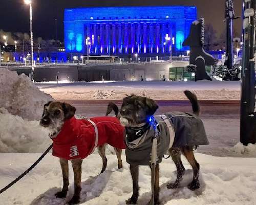 LUX Helsinki 2022 koirien kanssa