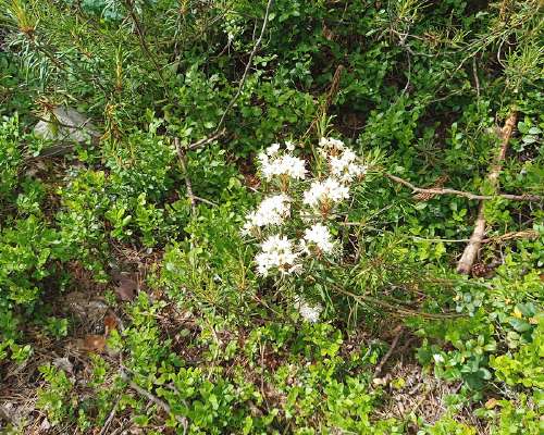Sipoonkorven rhododendroneita