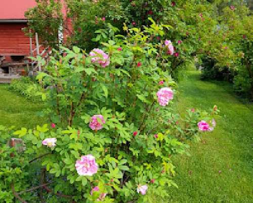 Bugnet loi maailmalle kauniita ruusuja!