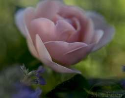Den vackraste rosen