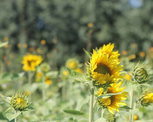 Sunflower field Vantaa