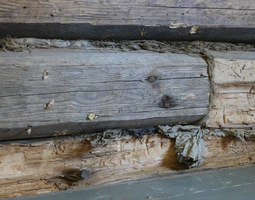 Rotten Wood, Mouses and Carpenter Ants