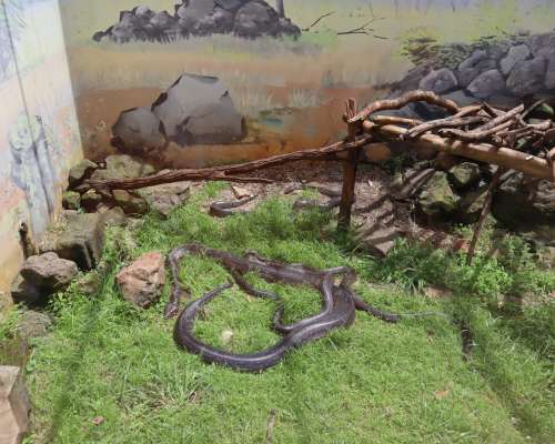 Kaino-mies Käärmepuistossa – Nairobi, Kenia