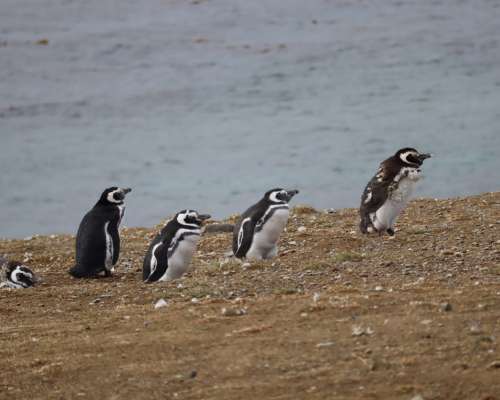 Pingviinejä tervehtimässä – Punta Arenas, Chi...