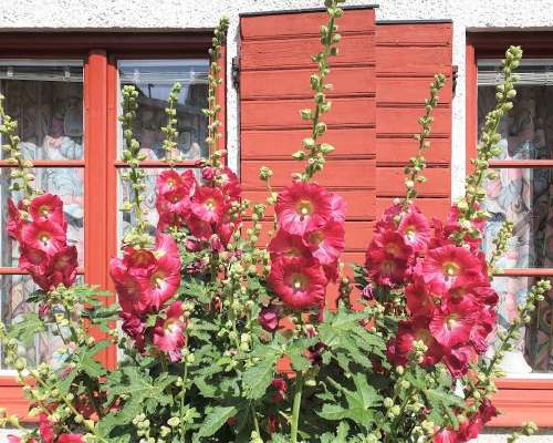 Ruusujen ja sahramipannukakkujen Visby