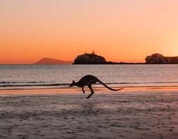 Kengurut rannalla auringonnousussa – Australi...
