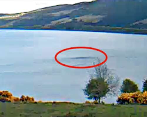 Loch Nessin hirviö web-kamerassa