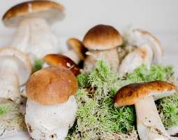 Ihan metsässä -helposti tunnistettavia sieniä