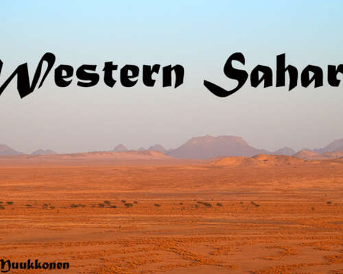 Western Sahara Birding Trip Report February 2...
