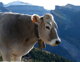 EU tukee karjan laidunnusta Pyreneiden vuoristossa
