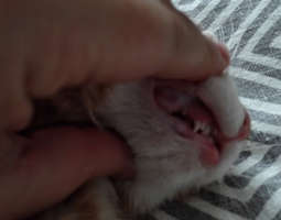 Käykö kissanpennuillakin hammaskeiju?