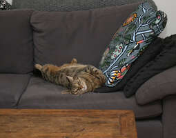 Kissankarvoja sohvalla