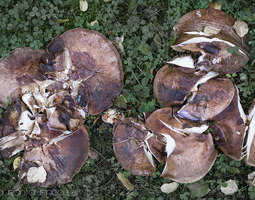 Houkuttelevat ruskeat sienet