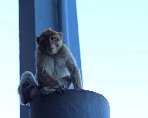 Gibraltarin varastelevat apinat