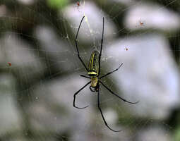 Taiwanin Hualien – myrkkyhämähäkkejä ja ulkoi...