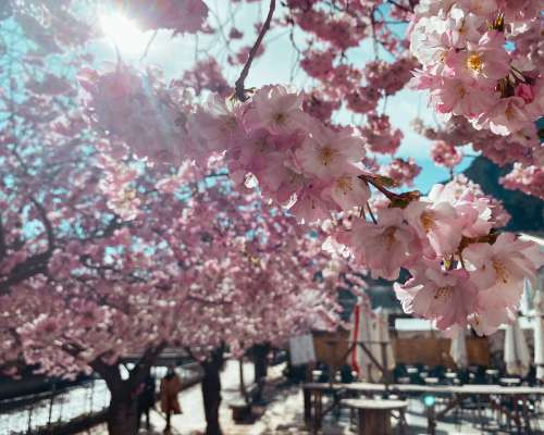 Cherry blossoms are blooming in Andorra