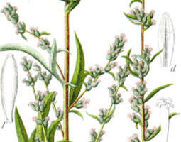 Pujo (Artemisia Vulgaris)