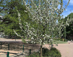 A flowering tree in Sepänpuisto Helsinki