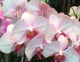 A pink orchid